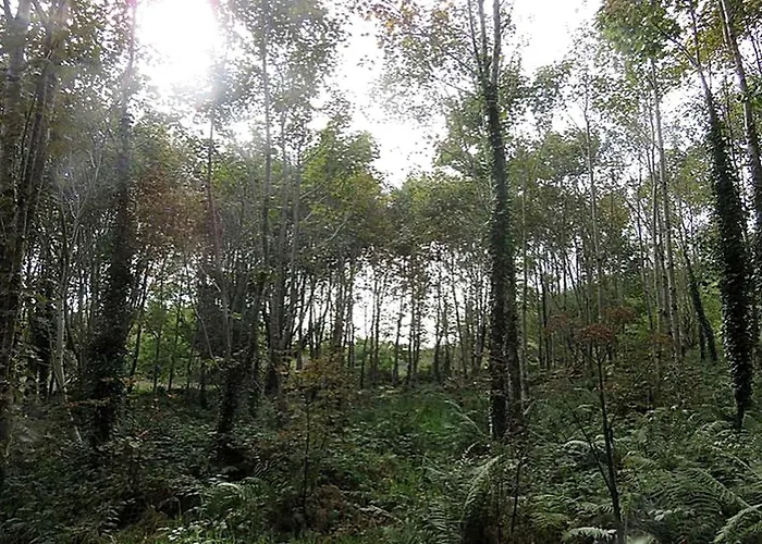 Charming For Two Guests By River Shannon, Ireland Vakantiehuis